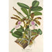 Reproduktion av målningen Cattleya Aclandiae - Charles Antoine Lemaire