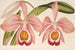 Cattleya Eldorado splendens - Charles Antoine Lemaire — vy av konstverket