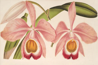 Charles Antoine Lemaire - Cattleya Eldorado splendens.webp