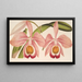 Cattleya Eldorado splendens - Charles Antoine Lemaire — inramlat konstverk på väggen