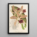 Reproduktion av målningen Cattleya elegans Ch. Morren - Charles Antoine Lemaire