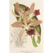 Reproduktion av målningen Cattleya elegans Ch. Morren - Charles Antoine Lemaire