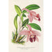 Cattleya pumila - Charles Antoine Lemaire — vy av konstverket
