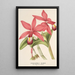 Reproduktion av målningen Cattleya superba var. splendens - Charles Antoine Lemaire
