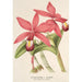 Reproduktion av målningen Cattleya superba var. splendens - Charles Antoine Lemaire