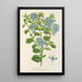 Reproduktion av målningen Ceanothus elegans - Charles Antoine Lemaire