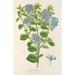 Reproduktion av målningen Ceanothus elegans - Charles Antoine Lemaire