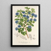 Reproduktion av målningen Ceanothus floribundus - Charles Antoine Lemaire