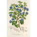 Reproduktion av målningen Ceanothus floribundus - Charles Antoine Lemaire