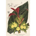 Centrosolenia bullata Episcia tessellata - Charles Antoine Lemaire — vy av konstverket