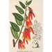 Ceratostema speciosum - Charles Antoine Lemaire — vy av konstverket