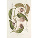Ceropegia Gardneri Thwaites - Charles Antoine Lemaire — vy av konstverket