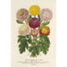 Reproduktion av målningen Chrysanthèmes nains d'automne - Charles Antoine Lemaire