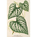 Cissus Lindeni - Charles Antoine Lemaire — vy av konstverket