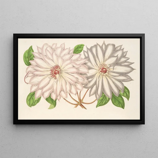 Charles Antoine Lemaire - Clematis patens.webp