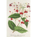 Clerodendrum Thomson - Charles Antoine Lemaire — vy av konstverket