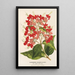 Reproduktion av målningen Clerodendrum speciosum hybridum - Charles Antoine Lemaire