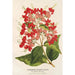 Reproduktion av målningen Clerodendrum speciosum hybridum - Charles Antoine Lemaire