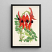 Reproduktion av målningen Clianthus Dampieri - Charles Antoine Lemaire