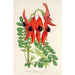 Reproduktion av målningen Clianthus Dampieri - Charles Antoine Lemaire