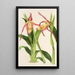 Reproduktion av målningen Cypripedium Roezli - Charles Antoine Lemaire