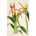 Reproduktion av målningen Cypripedium Roezli - Charles Antoine Lemaire