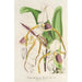 Cypripedium Stonei - Charles Antoine Lemaire — vy av konstverket