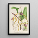 Cypripedium Stonei - Charles Antoine Lemaire — inramlat konstverk på väggen