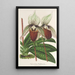 Reproduktion av målningen Cypripedium Veitchianum - Charles Antoine Lemaire