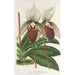 Reproduktion av målningen Cypripedium Veitchianum - Charles Antoine Lemaire