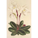 Cypripedium niveum - Charles Antoine Lemaire — vy av konstverket
