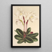 Cypripedium niveum - Charles Antoine Lemaire — inramlat konstverk på väggen