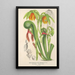 Reproduktion av målningen Darlingtonia californica - Charles Antoine Lemaire