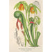 Reproduktion av målningen Darlingtonia californica - Charles Antoine Lemaire
