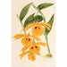 Dendrobium chrysotis - Charles Antoine Lemaire — vy av konstverket