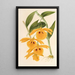 Dendrobium chrysotis - Charles Antoine Lemaire — inramlat konstverk på väggen