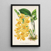 Reproduktion av målningen Dendrobium chrysotoxum - Charles Antoine Lemaire