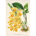 Reproduktion av målningen Dendrobium chrysotoxum - Charles Antoine Lemaire