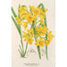 Dendrobium dixanthum - Charles Antoine Lemaire — vy av konstverket