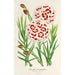 Reproduktion av målningen Dianthus Verschaffeltii - Charles Antoine Lemaire