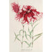 Dianthus cincinnatus - Charles Antoine Lemaire — vy av konstverket
