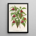 Reproduktion av målningen Diervilla Weigelia multiflora - Charles Antoine Lemaire