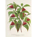 Reproduktion av målningen Diervilla Weigelia multiflora - Charles Antoine Lemaire