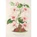 Dipladenia nobilis - Charles Antoine Lemaire — vy av konstverket
