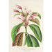 Dipteracanthus Herbstii - Charles Antoine Lemaire — vy av konstverket