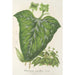 Dorstenia maculata - Charles Antoine Lemaire — vy av konstverket