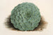 Echeveria rosacea - Charles Antoine Lemaire — vy av konstverket