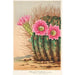 Reproduktion av målningen Echinopsis Pentlandi - Charles Antoine Lemaire