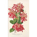 Embothrium coccineum - Charles Antoine Lemaire — vy av konstverket