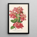 Embothrium coccineum - Charles Antoine Lemaire — inramlat konstverk på väggen